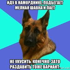 Шавка-2.jpg
