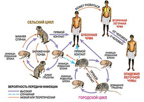 Файл:Chuma scheme.jpg