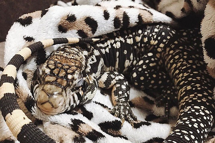 Файл:Koshkodrakon.jpg