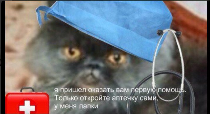 Файл:Kot s aptechkoj.jpg