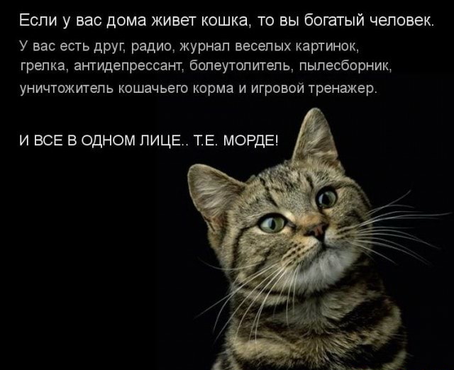 Файл:Professii koshki.jpg