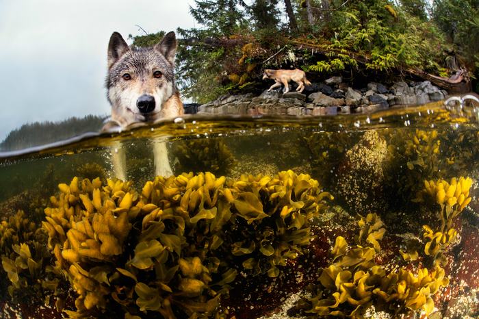 Файл:Reallife sea wolves in Canada.jpg