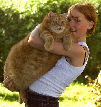 Файл:Tubcat 8815.jpg