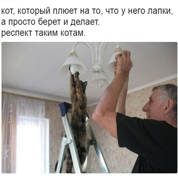 Файл:U kota ruchki.jpg