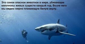 Акула.jpg