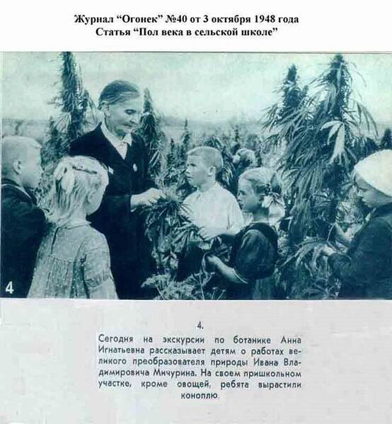 Файл:Конопля.jpg