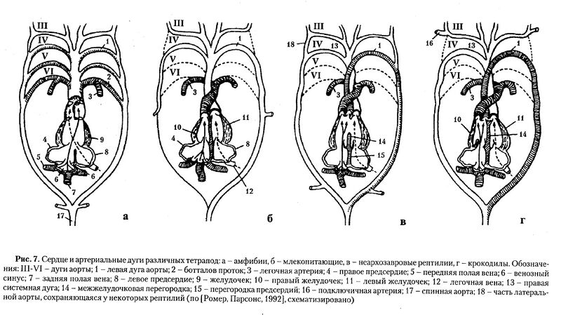 Файл:Кровеносная система.jpg
