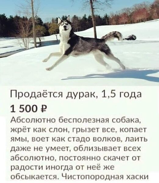 Файл:Хаски-дурак.jpg