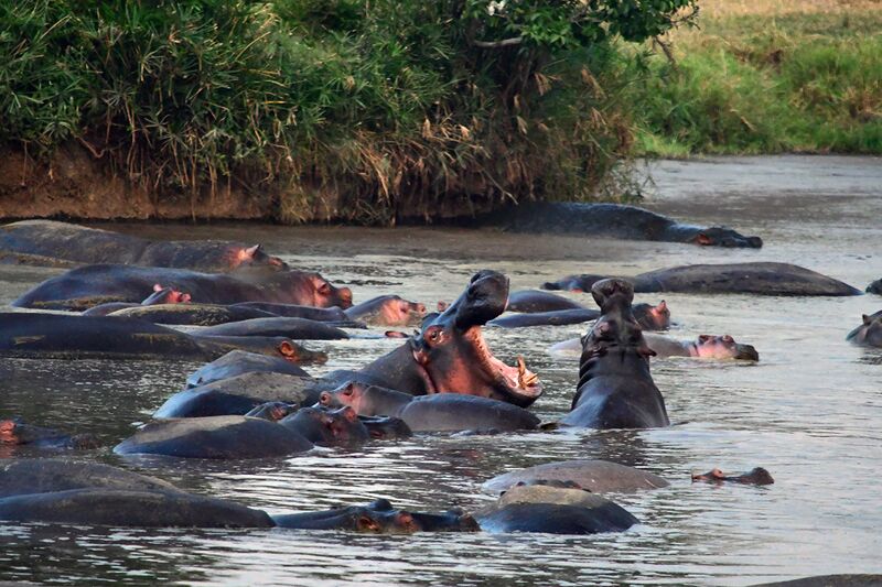 Файл:100500hippos.jpg