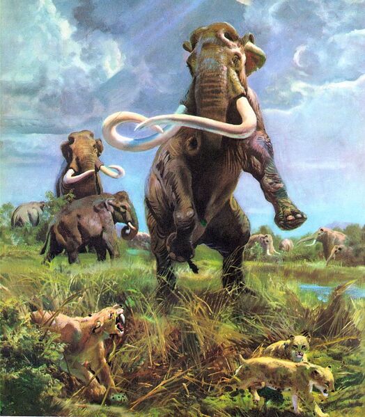 Файл:1961-Mammuthus columbi.jpg