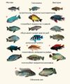 Adaptive radiation in african cichlid fish.jpg