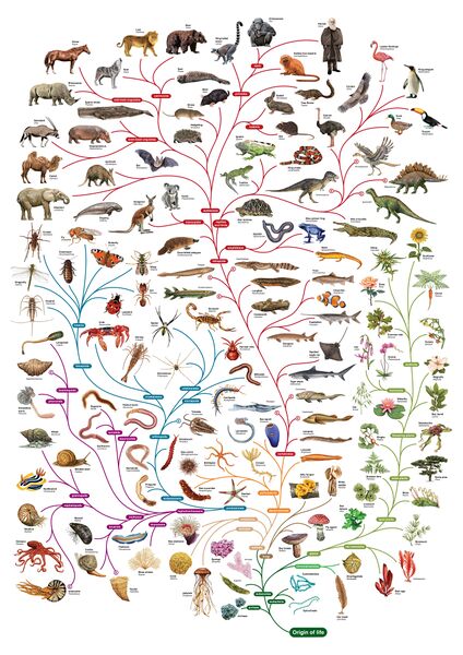 Файл:Bbc treeoflife.jpg