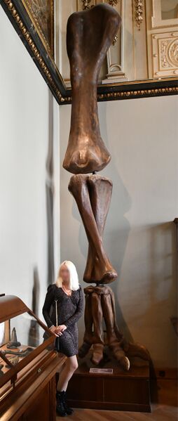 Файл:Brachiosaurus.jpg