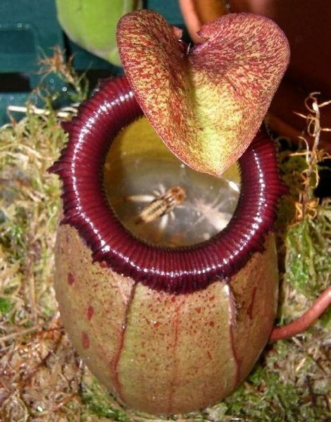 Файл:Carnivorous plant.jpg