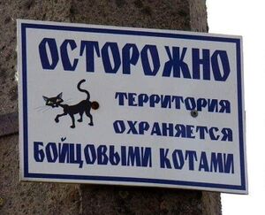 Cats.jpg