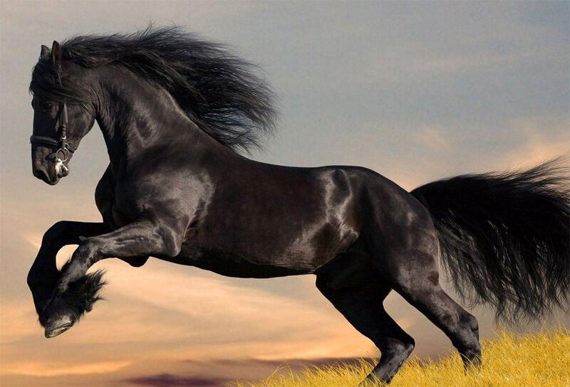 Файл:Cool Horse.jpg