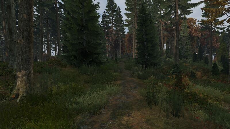 Файл:DayZЛес.jpg