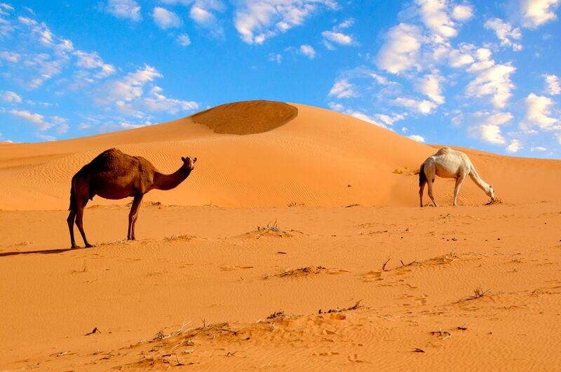 Файл:Desert.jpg