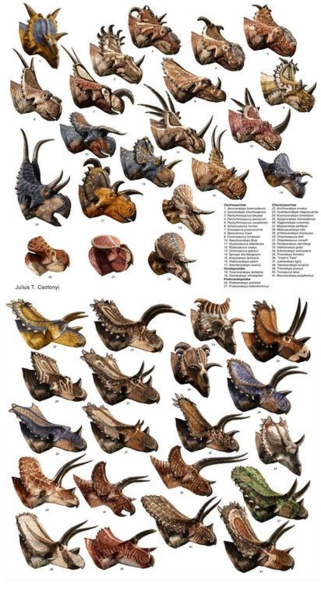 Файл:Diversity in ceratopsian's head.png