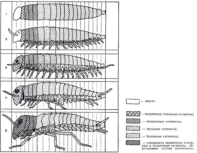 Файл:Evolutiobn of Insecta.jpg