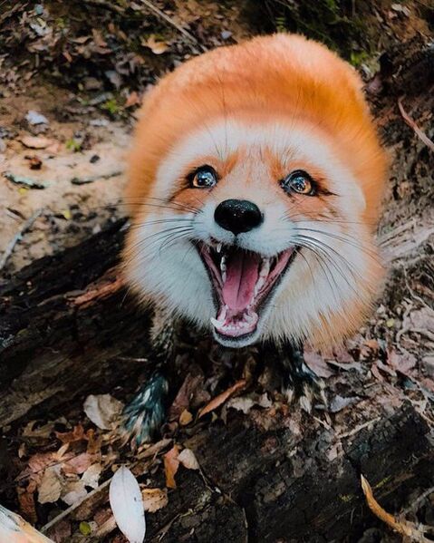 Файл:Foxy.jpg