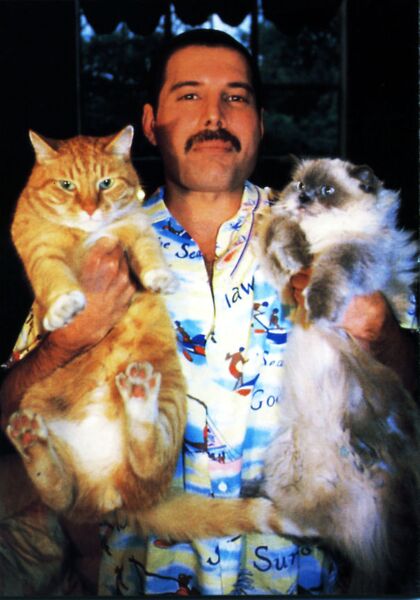 Файл:Freddie-mercury-cats.jpg