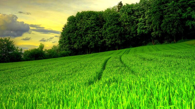 Файл:Green landscape.jpg