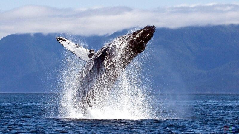 Файл:Jumping whale.jpg