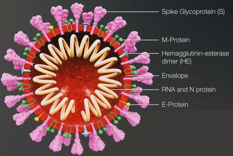 Файл:Koronavirus model.jpg