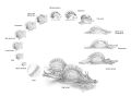 Life-cycle Aplysia.jpg
