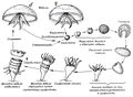 Миниатюра для версии от 21:16, 29 марта 2022