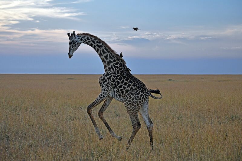 Файл:Masai giraffe.jpg