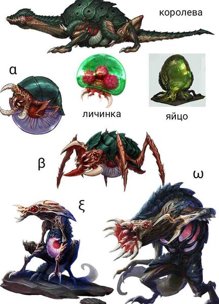 Файл:Metroid life cycle.jpg