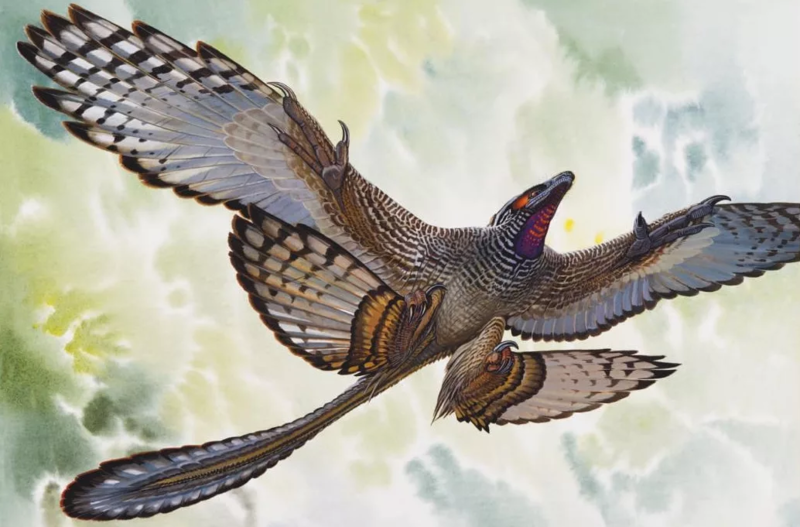 Файл:Micro-Raptor.png