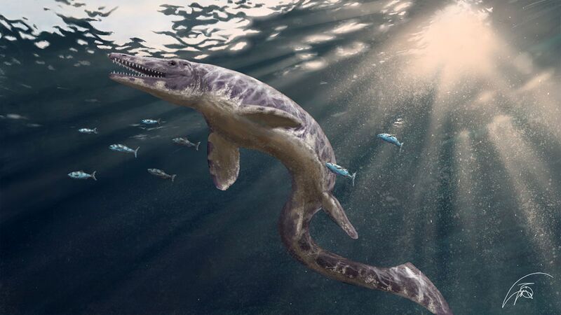 Файл:Mosasauridae.jpg