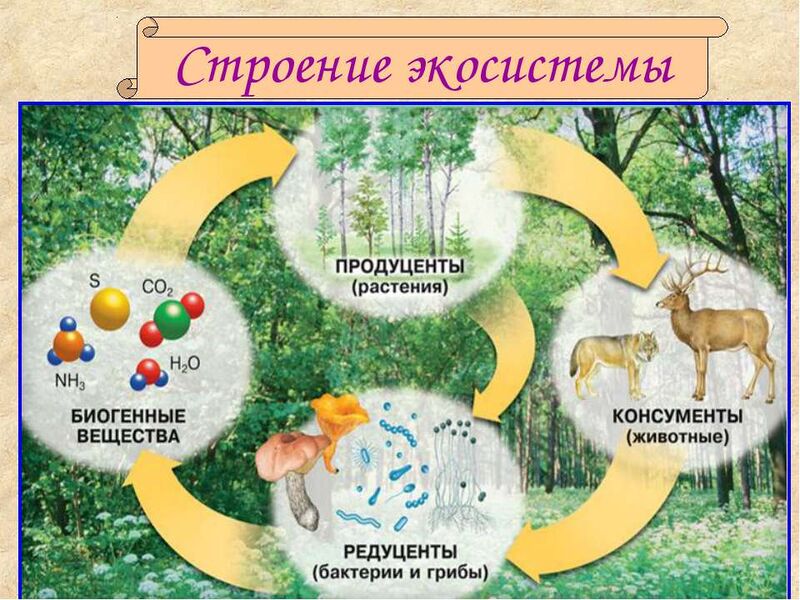 Файл:Producers-consumers-decomposers.jpg