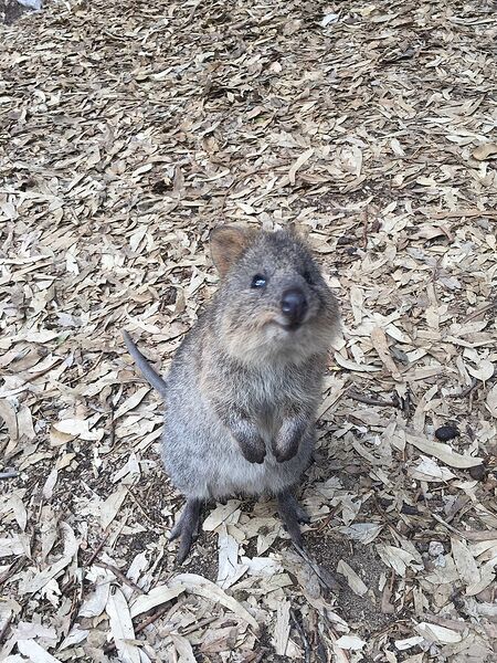 Файл:Quokka - Happy Local.jpg