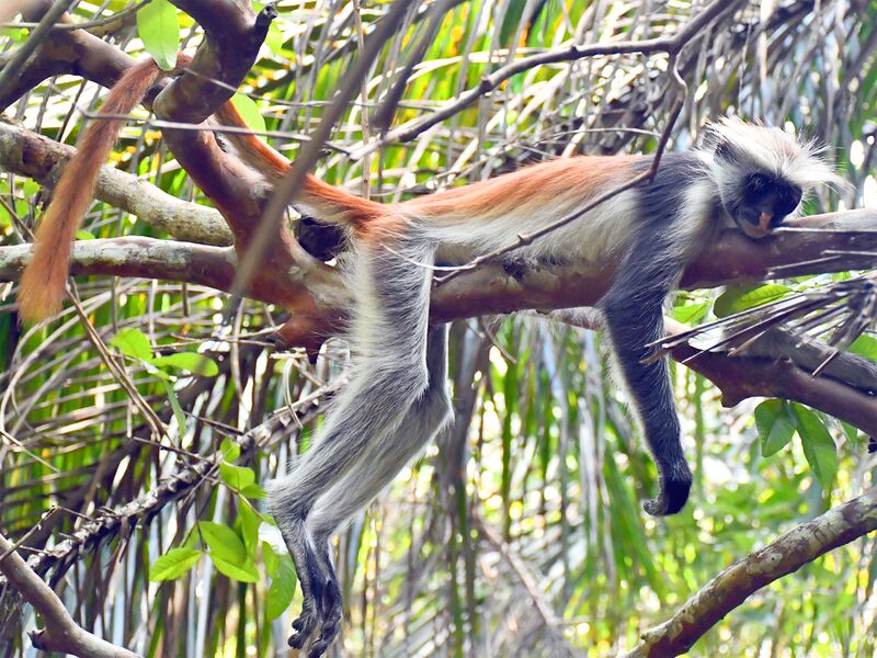 Файл:RedColobus.jpg