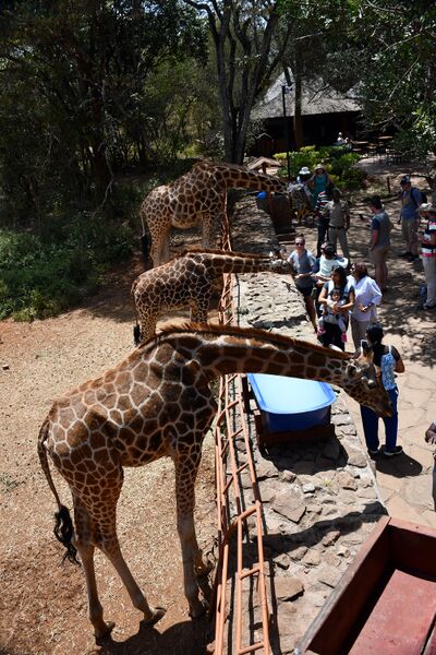 Файл:Rotschild giraffe.jpg