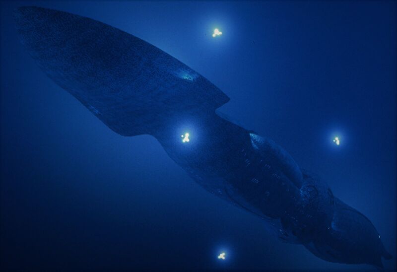 Файл:SeaQuest-DSV-4600.jpg