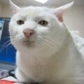 Миниатюра для версии от 17:45, 3 октября 2022