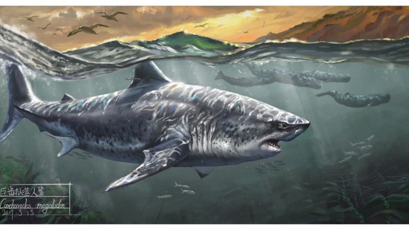 Файл:Shark-whales-megalodon.jpg